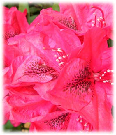Rhododendrons Lord Roberts ©