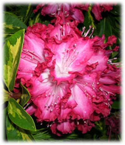Rhododendrons Président Roosevelt ©