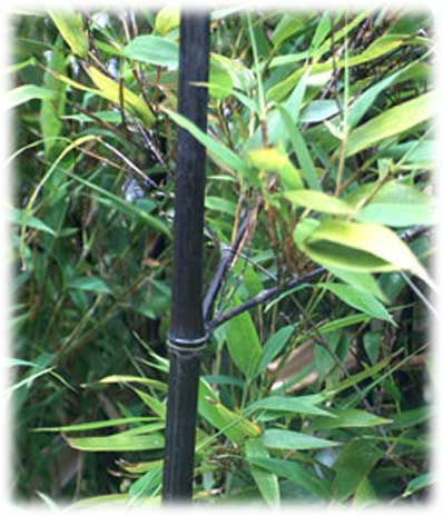 Bambous Phyllostachys Nigra