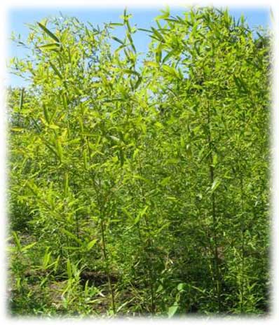 Bambous Phyllostachys Nigra Henoni