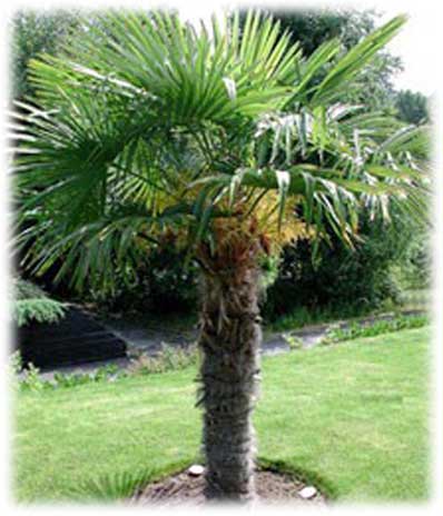 Palmiers Trachycarpus Fortunei