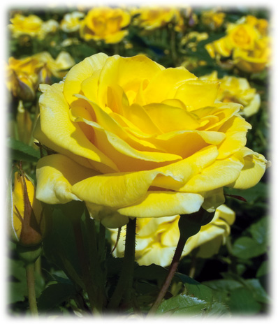 Meilland Rosiers Fleurs Groupées Carte d'Or ©