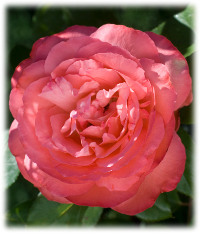 Meilland Rosiers Grandes Fleurs Panthère Rose ©